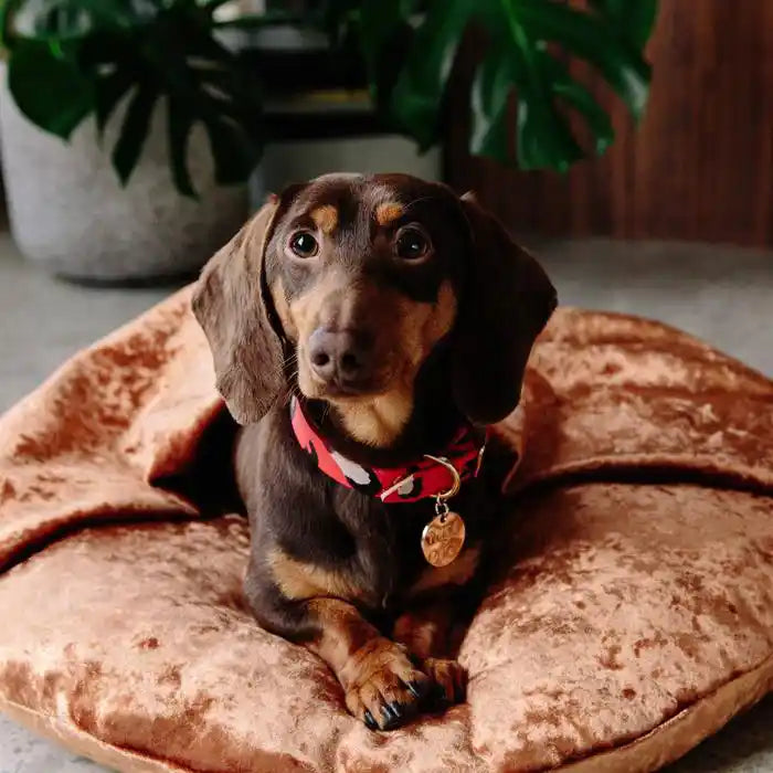 nice digs red hand-painted leather animal print dog collar