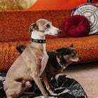 nice digs smooth spike leather dog collar - gold noir