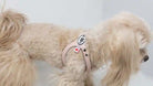  buddy belt pet harness side view with dog
