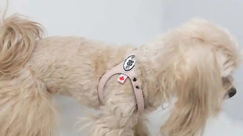  buddy belt pet harness side view with dog