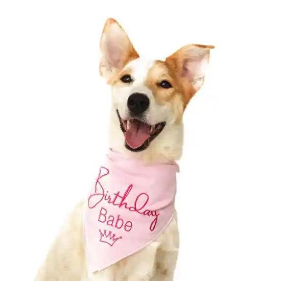 birthday babe pink dog bandana