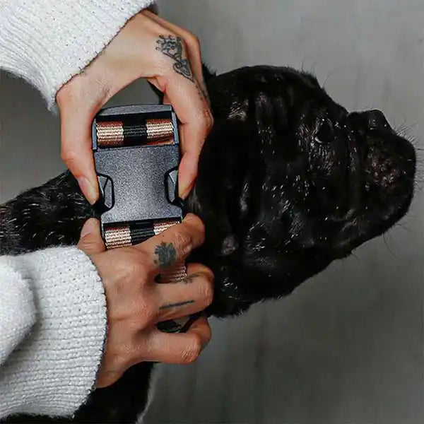 saint rue city collar