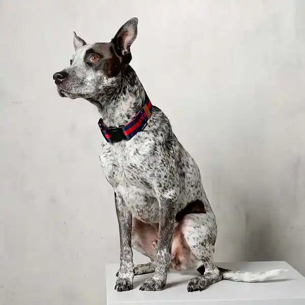 saint rue city collar