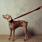 saint rue the padded city leash - honore (navy and red)