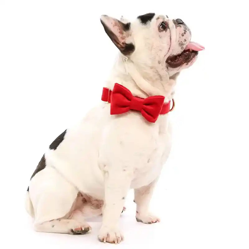 Velvet dog bow deals tie