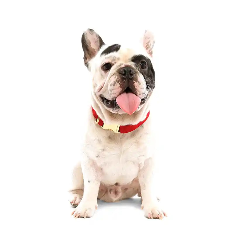 Foggy Dog Cranberry Red Velvet Dog Collar