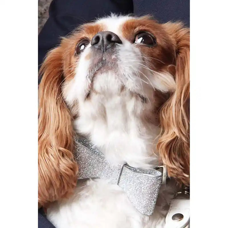 shaya david wedding dog collar styled