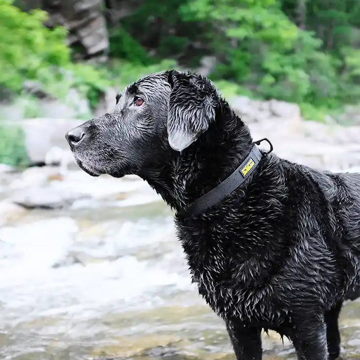 charlie's backyard dewater collar