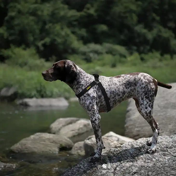 dog wearing charlie's backyard dewater harness