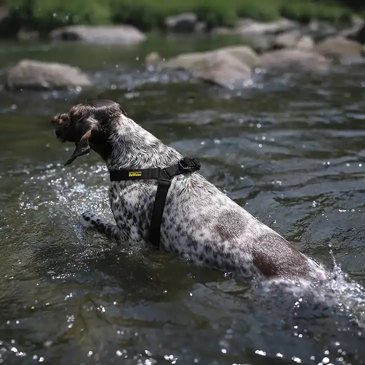 dog in stream wearing charlie's backyard dewater harness