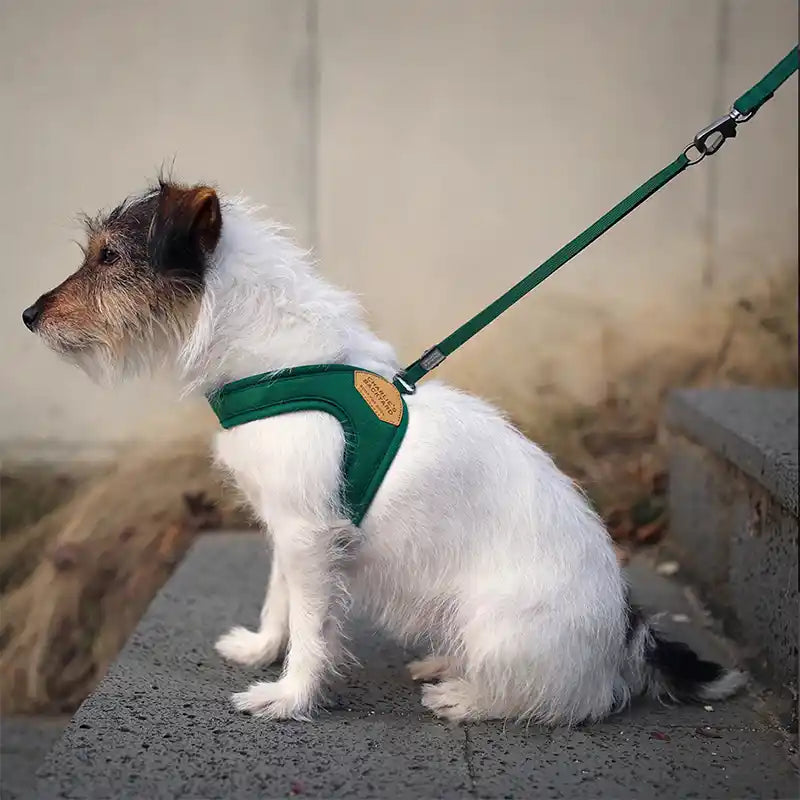 dog wearing charlie's backyard green easy harness