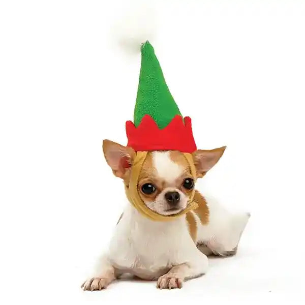chihuahua wearing an elf hat