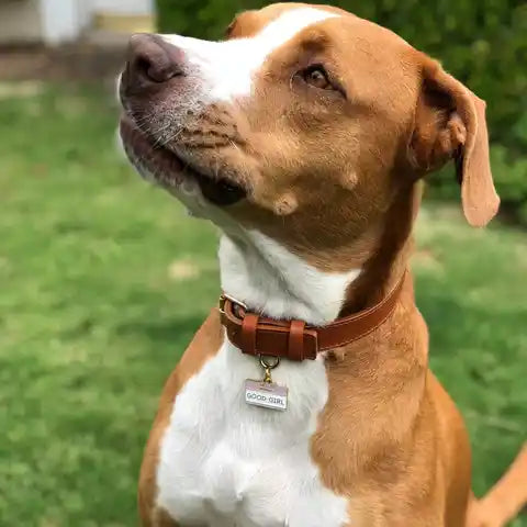 two tails 'hello my name is good girl' dog id tag