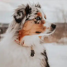 dog hamsa id tag