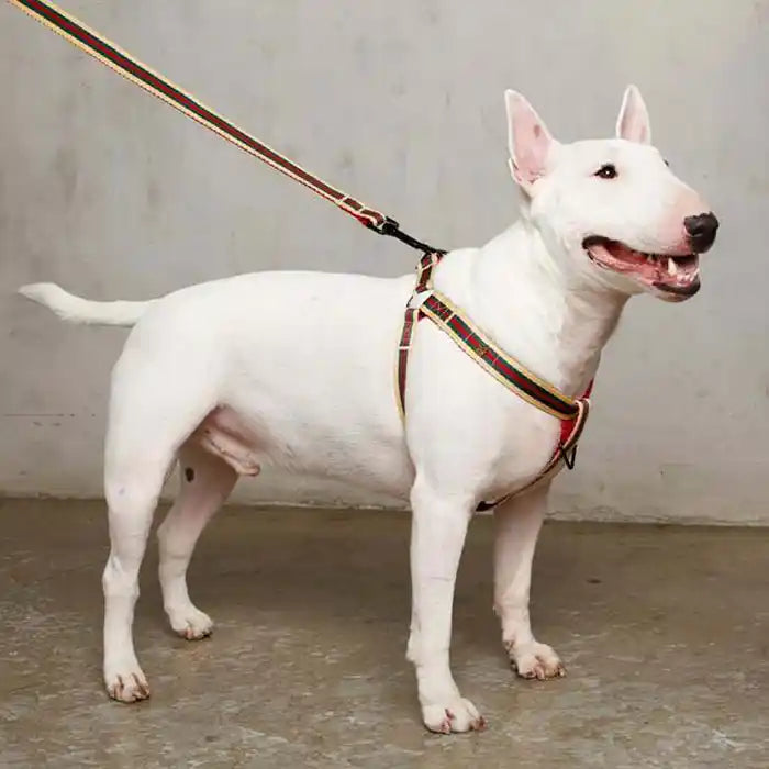 saint rue le classic striped harness