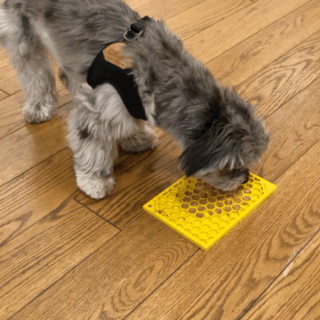 dog licking peanut butter from ilck mat
