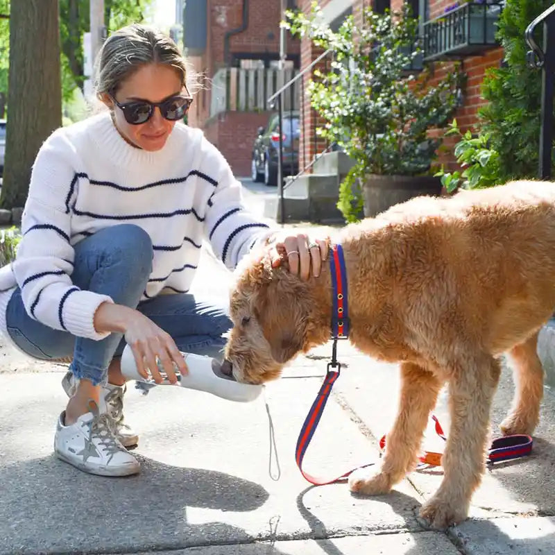 dog wearing blue/red striped le classic leash - st honore 