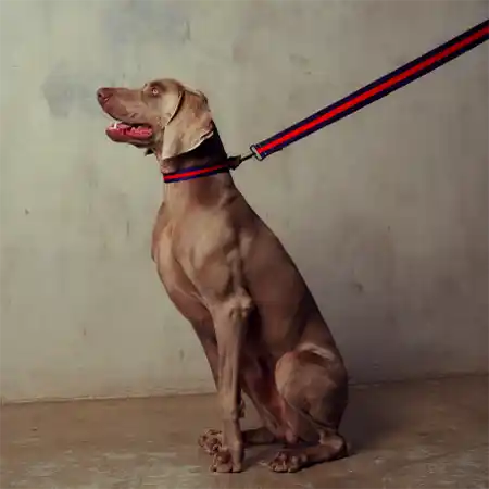 saint rue le classic collar with rose emblem and gold antique / matte black hardware