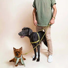 awoo roam no-pull / pull dog harness