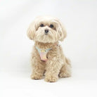 ombre vegan leather harness & leash set for small dog or cat styled with dog