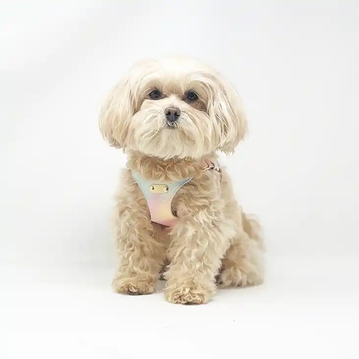 ombre vegan leather harness & leash set for small dog or cat styled with dog