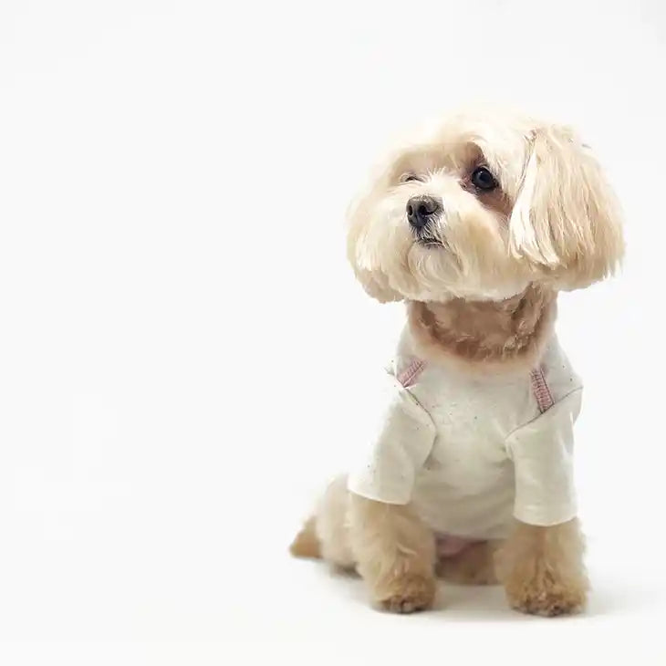 dog wearing moncheri cute speckled dog tee 
