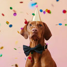 Black Onyx Bow Tie for Dogs by Foggy Dog styled