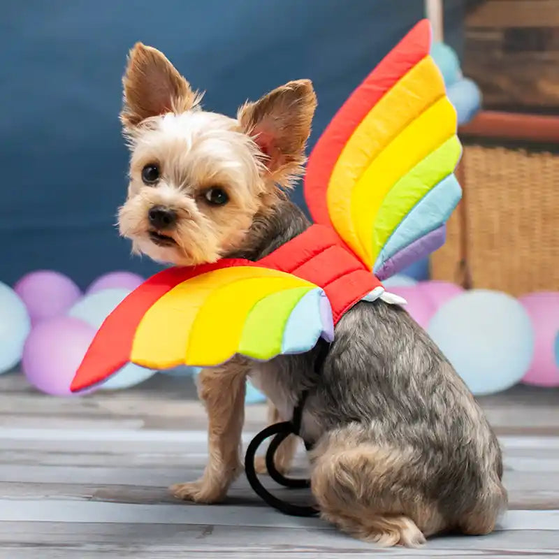 rainbow wings dog costume
