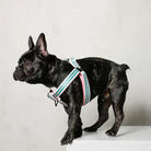 saint rue le classic striped harness