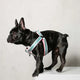 saint rue le classic striped harness